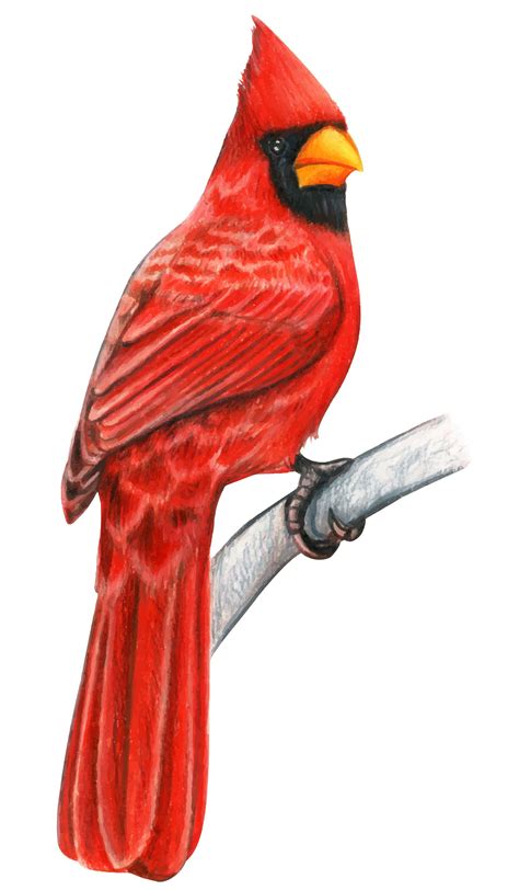 cardinal waterslide decal etsy watercolor bird cardinal birds art