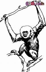 Gibbon Primate Cartoon Affe Gorilla Scimmie Designlooter 93kb Scimmia Openclipart Webstockreview sketch template