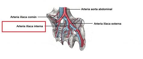 arteria iliaca interna iliaco aorta abdominal anatomia medica