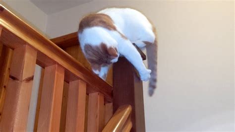 cat falls  railing   catch   tail youtube