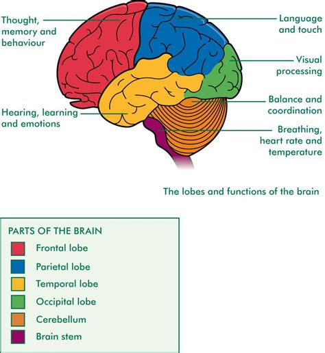 brain diagram  functions nervous system structure human anatomy chart brain anatomy