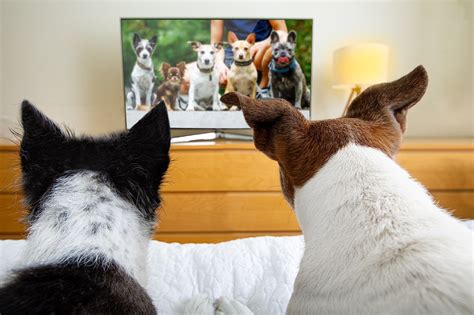 dogs  tv film daily