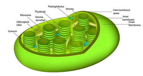 plant cell  definitive guide biology dictionary
