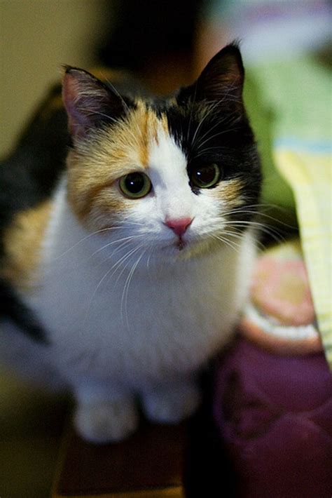 baby  lovely calico kitty love meow