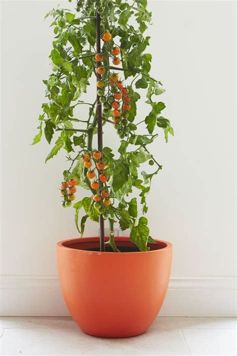 ideas  growing vegetables indoors indoor vegetable