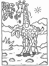 Giraffe Kleurplaten Coloring Kleurplaat Leaves Jungle Animal Kids Safari Pages Having Colouring Pairi Daiza Afrika Gratis Dieren Nl Voor Schablone sketch template
