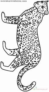 Felini Colorir Jachtluipaard Leopardo Kleurplaten Cheetah Giaguaro Desenhos Dieren Colorat Gepard Tigre Stampare Animale Malvorlagen Tigri Leopardos Guepard Pintada Ghepardi sketch template