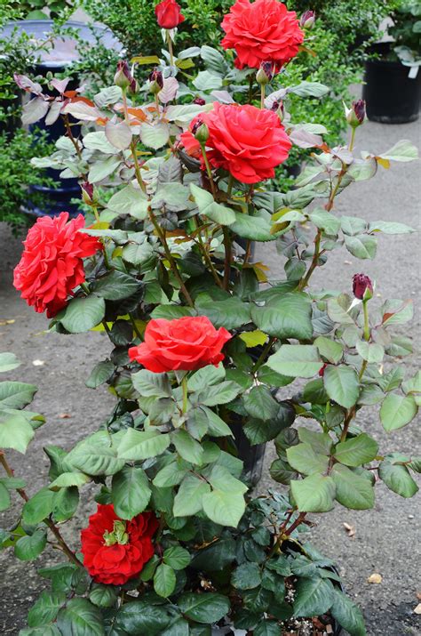 rose care  planting roses roses garden care growing roses