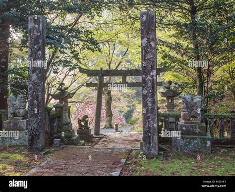 torii tor mit steinlaternen und komainu  meisekiji tempel  der