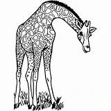 Giraffe Cardboard Cutout Coloring sketch template
