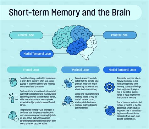 long term memory brain