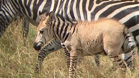 rare golden zebra sighted  maasai mara nairobi news