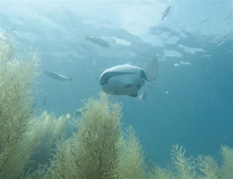 biki underwater wireless fish drone gadget flow