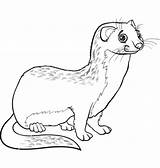 Weasel Weasels Mustela Ferret Mammals sketch template