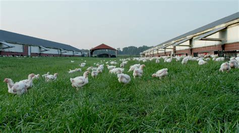 perdue farms outpaces industry  raising chickens  outdoor access expands  range