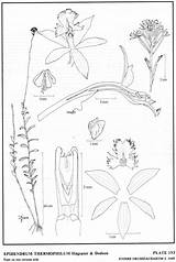 Secundum Jimenez Dodson Subgroup Herbaria Hágsater Epidendrum 1993 Amo Drawing Type Website Group sketch template