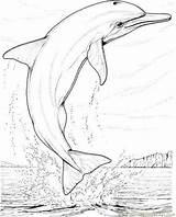 Dolphin Coloring Pages Jumping Drawing Printable Jump Mammals Color Colouring Animals Online Paintingvalley Para Colorear Adults Bass Painting Popular Dolfijn sketch template