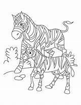 Zebra Coloring Africa Young South Grass African Foal Pages Kids Looking Her Sheets sketch template