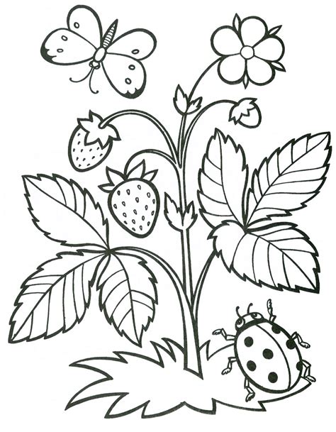 printable coloring pages fruit strawberry coloring pages