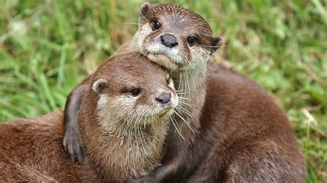 otters juggle stones when hungry according to new exeter university