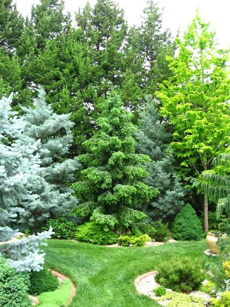 picea omorika skytrails skytrails serbian spruce 25 30 tall x 10 wide evergreen garden