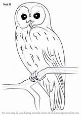 Owls Tawny Eule Malen Eulen Malvorlage Waldkauz Learn Drawingtutorials101 Herbstdeko Blaumeise Naturmaterialien Vögel Selber Schnittmuster Nähen Vogel Turkcephe sketch template