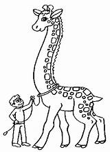 Giraffe Girafa Mewarnai Jerapah Colorat Planse Coloringhome sketch template