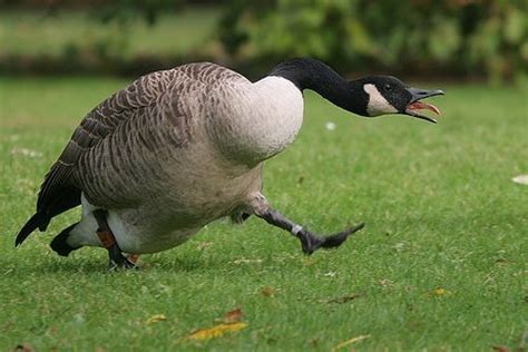 Canadian Geese Attack Police Officer In Shrewsbury News Blog St