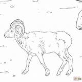 Sheep Bighorn Montagne Pecora Rocciose Stampabile Montagna Printmania sketch template