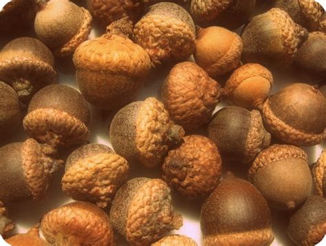 blend acorns