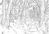 Forest Coloring Drawing Pages Adults Desert Sketch Background Detailed Visit Adult Dover sketch template