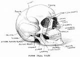 Skull Anatomy Human Study Coloring Drawing Pages Labeled Deviantart Skulls Bones Skeleton Head Rocks Drawings Color Physiology Learning Rob Powell sketch template