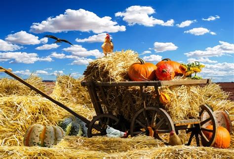 laeacco farm hay stack pumpkins chicken autumn blue sky scenic