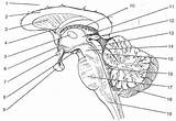Brain Anatomy Nerves Cranial Gross Human Exercise Sagittal Diencephalon Stem Sheet 17 Review Nervous Choroid Plexus Medulla Oblongata Cerebral Quizlet sketch template