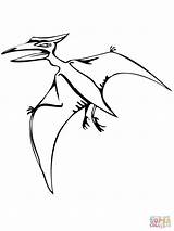 Pteranodon Coloring Drawing Flying Pages Reptile Reptiles sketch template