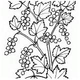 Bush Coloring Currant Viburnum Crusade Knight sketch template