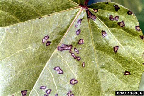 angular leaf spot  cotton xanthomonas citri ssp malvacearum