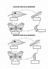 Ciclo Vida Mariposa La Slideshare Upcoming sketch template