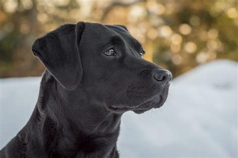 happy  year  happy birthday  black lab turned  today isnt