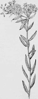 Asclepias Weed Tuberosa Pleurisy sketch template