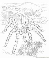 Coloring Pages Spider Spiders Popular Animals Printable sketch template