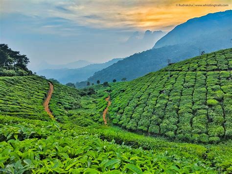 tea gardens munnar all you need to know before you go