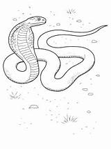 Sarpe Colorat Serpiente Desene Planse Educative Desenat Serpientes Mewarnai Ular Binatang Reptiles Analytics Trafic Colorkid Sarpele sketch template