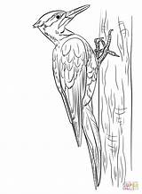 Woodpecker Carpintero Pajaro Pileated Specht Pájaro Tallar Woodpeckers Supercoloring sketch template