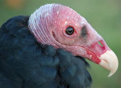 smithsonian insider study shows turkey vulture  doubly blessed  acute vision  sense