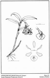 Dodson Subgroup Epidendrum 1989 Vásquez Arbuscula Larae Group sketch template