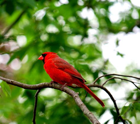 bird   picture  red cardinal bird