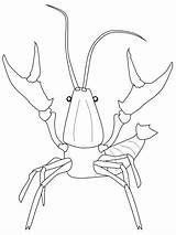 Crawfish Threatened sketch template