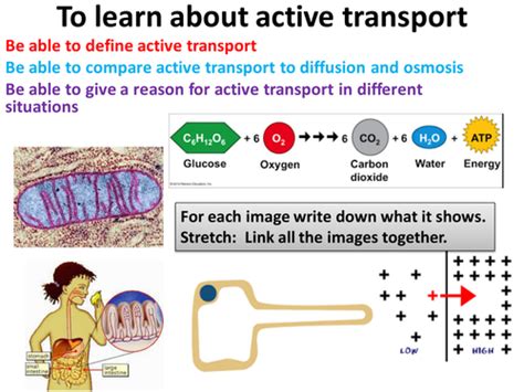 active transport teaching resources