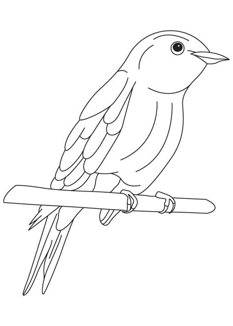 bluebird coloring pages  coloring pages  kids